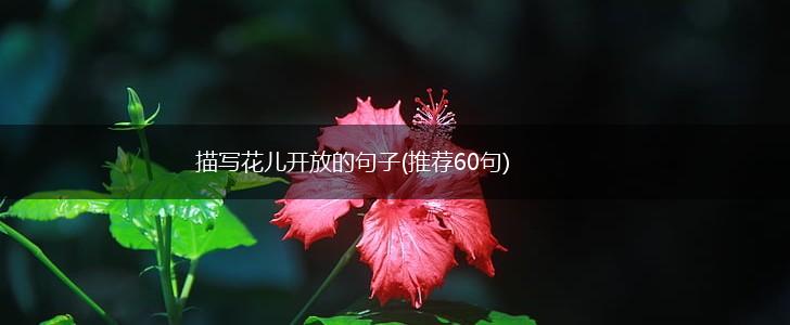 描写花儿开放的句子(推荐60句),第1张