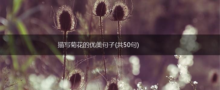 描写菊花的优美句子(共50句),第1张