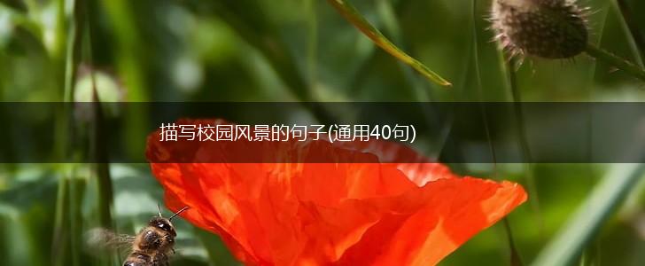 描写校园风景的句子(通用40句),第1张