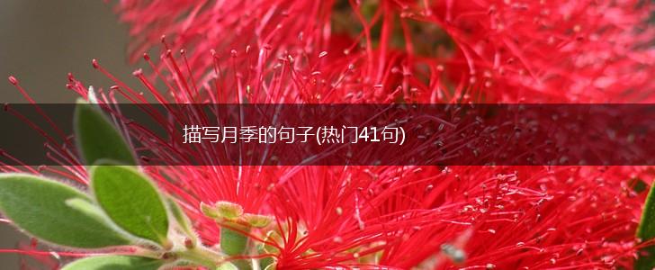 描写月季的句子(热门41句),第1张