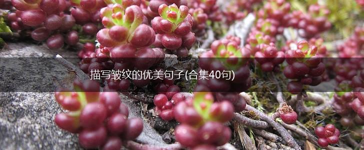 描写皱纹的优美句子(合集40句),第1张