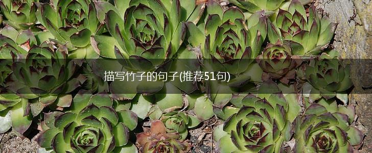 描写竹子的句子(推荐51句),第1张