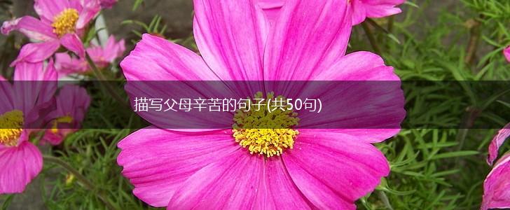 描写父母辛苦的句子(共50句),第1张
