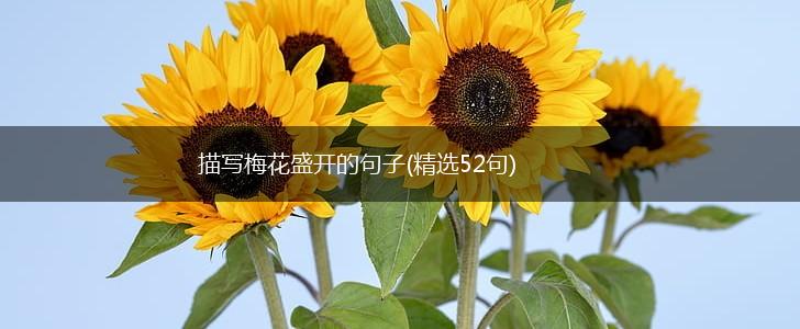 描写梅花盛开的句子(精选52句),第1张