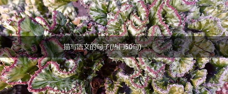 描写语文的句子(热门50句),第1张
