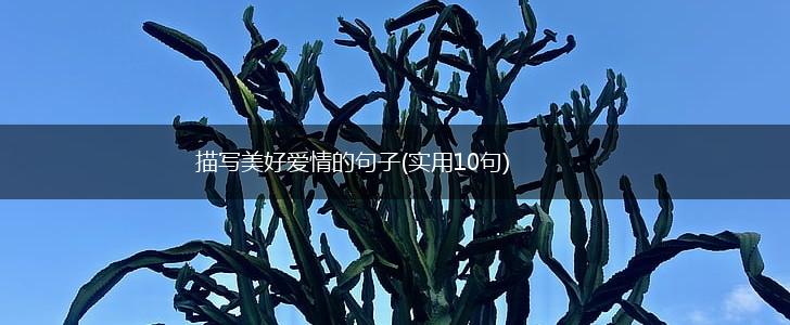 描写美好爱情的句子(实用10句),第1张