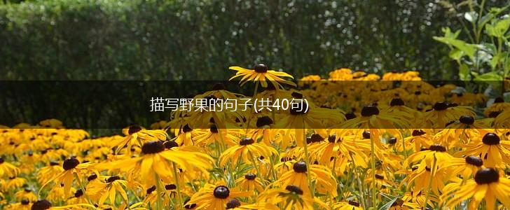 描写野果的句子(共40句),第1张