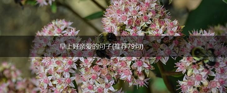 早上好亲爱的句子(推荐79句),第1张