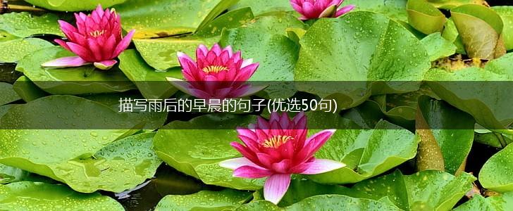 描写雨后的早晨的句子(优选50句),第1张