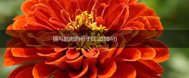 描写肌肉的句子(汇总60句),第1张