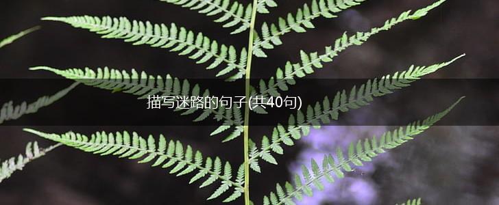 描写迷路的句子(共40句),第1张