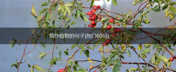 摘抄植物的句子(热门60句),第1张