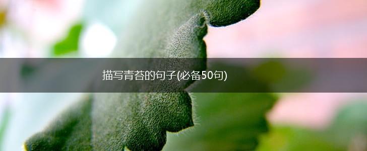 描写青苔的句子(必备50句),第1张
