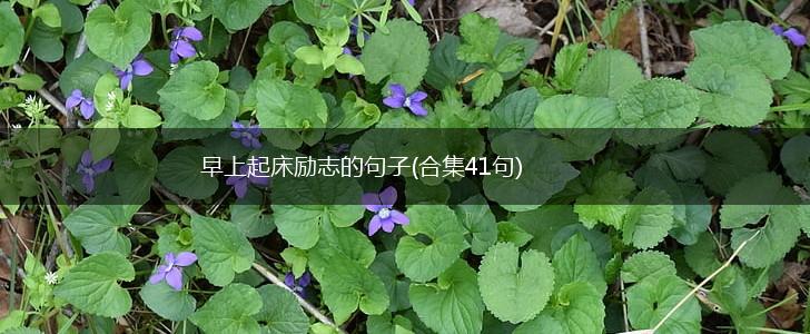 早上起床励志的句子(合集41句),第1张