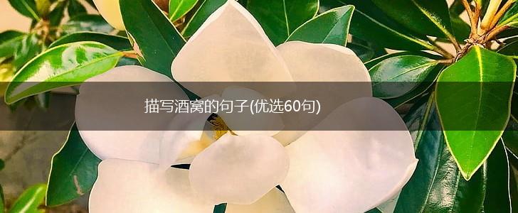 描写酒窝的句子(优选60句),第1张