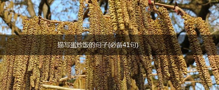 描写蛋炒饭的句子(必备41句),第1张