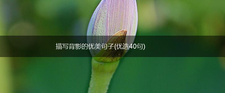 描写背影的优美句子(优选40句),第1张