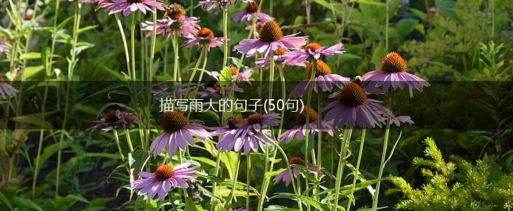 描写雨大的句子(50句),第1张