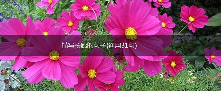 描写长廊的句子(通用31句),第1张