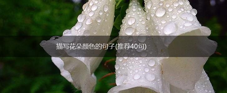 描写花朵颜色的句子(推荐40句),第1张