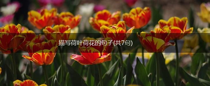 描写荷叶荷花的句子(共7句),第1张