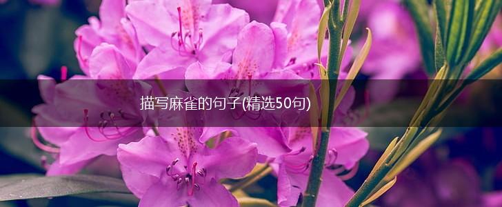 描写麻雀的句子(精选50句),第1张
