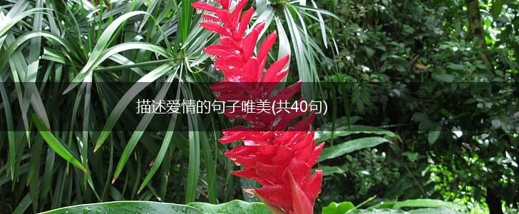 描述爱情的句子唯美(共40句),第1张