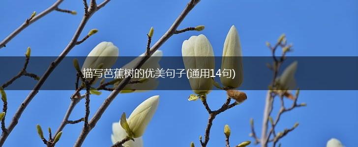 描写芭蕉树的优美句子(通用14句),第1张