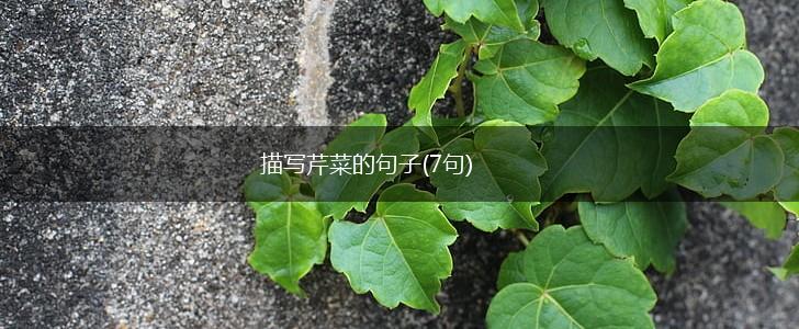 描写芹菜的句子(7句),第1张