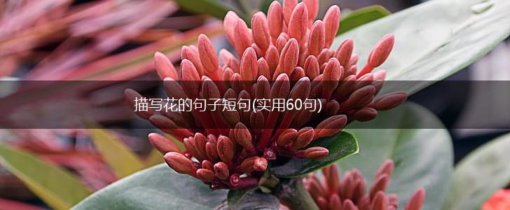 描写花的句子短句(实用60句),第1张