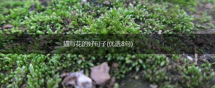 描写花的好句子(优选8句),第1张
