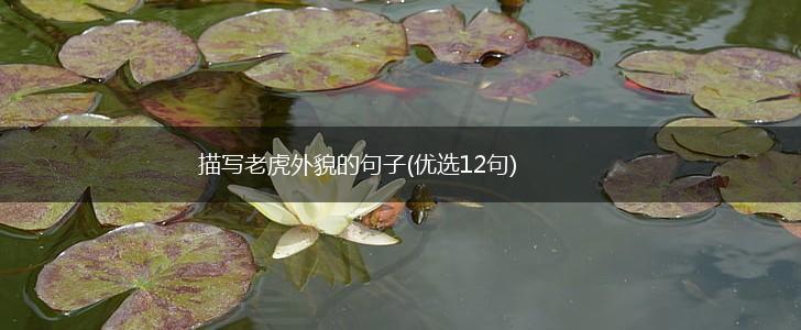 描写老虎外貌的句子(优选12句),第1张