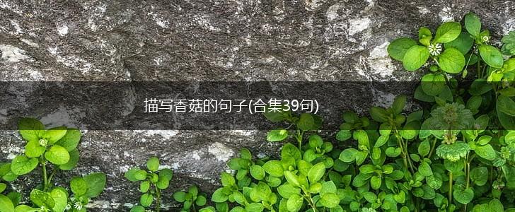 描写香菇的句子(合集39句),第1张