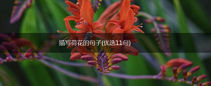 描写荷花的句子(优选11句),第1张