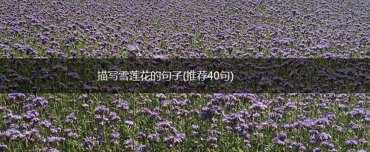 描写雪莲花的句子(推荐40句),第1张