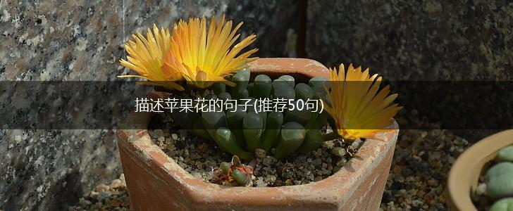 描述苹果花的句子(推荐50句),第1张