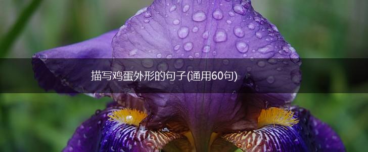 描写鸡蛋外形的句子(通用60句),第1张