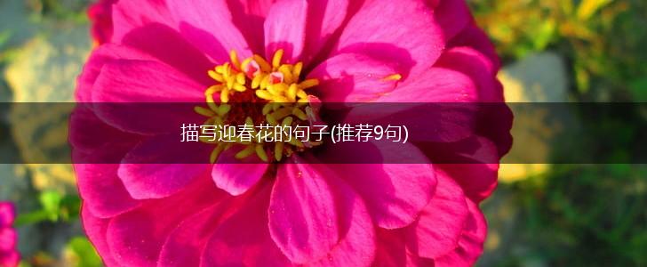 描写迎春花的句子(推荐9句),第1张