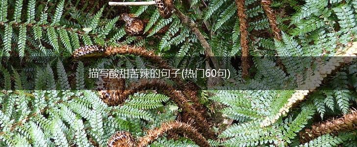 描写酸甜苦辣的句子(热门60句),第1张