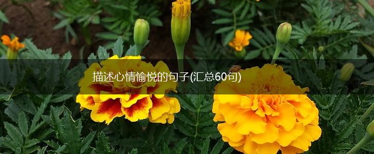 描述心情愉悦的句子(汇总60句),第1张