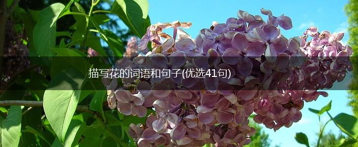 描写花的词语和句子(优选41句),第1张