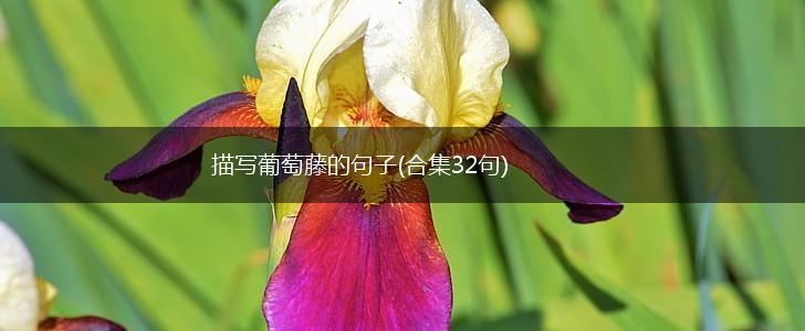 描写葡萄藤的句子(合集32句),第1张