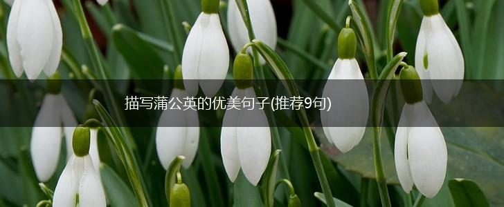 描写蒲公英的优美句子(推荐9句),第1张