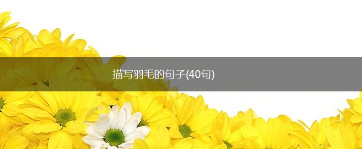 描写羽毛的句子(40句),第1张