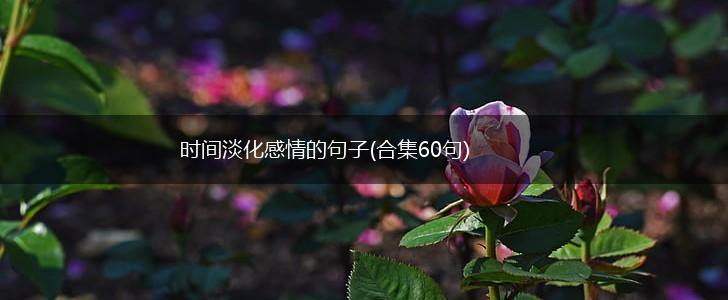 时间淡化感情的句子(合集60句),第1张