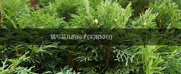 描写花儿的句子(实用50句),第1张