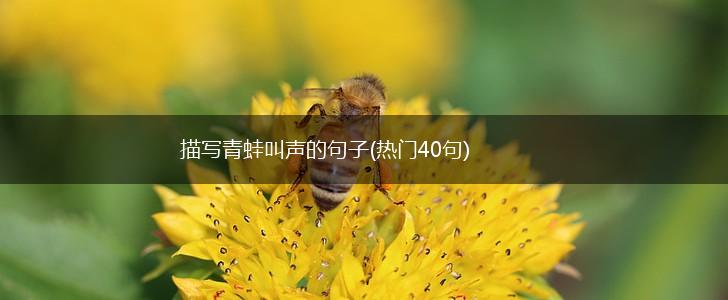 描写青蛙叫声的句子(热门40句),第1张