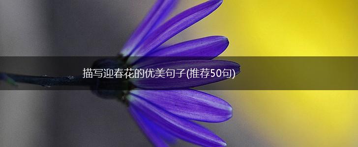 描写迎春花的优美句子(推荐50句),第1张