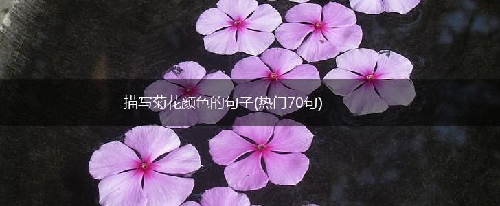 描写菊花颜色的句子(热门70句),第1张