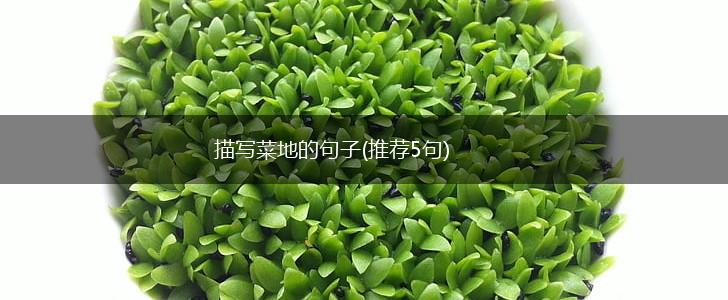 描写菜地的句子(推荐5句),第1张